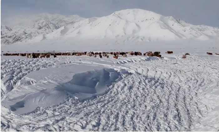 蒙古遭遇50年来最严重雪灾，200万牛羊被冻死，和过度放牧有关？