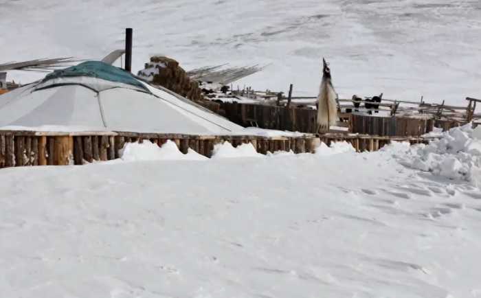 蒙古遭遇50年来最严重雪灾，200万牛羊被冻死，和过度放牧有关？
