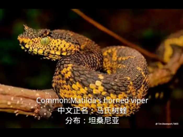 中文正名：Viperidae蝰科