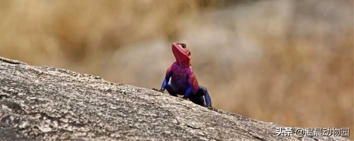 姆万扎鬣蜥：配色跟漫威蜘蛛侠高度相似，擅长攀岩，就是不能上天