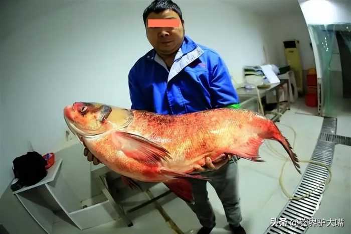 江鲢“成精”了！江苏网友在长江拍到“米级”大鱼，体型犹如小船