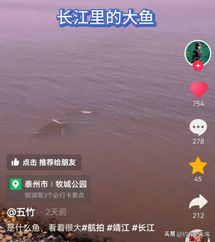 江鲢“成精”了！江苏网友在长江拍到“米级”大鱼，体型犹如小船